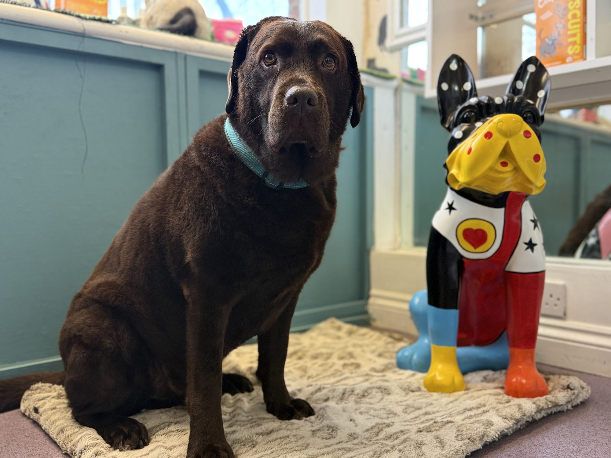 Chocolate Labrador groomed at Hampton Hounds