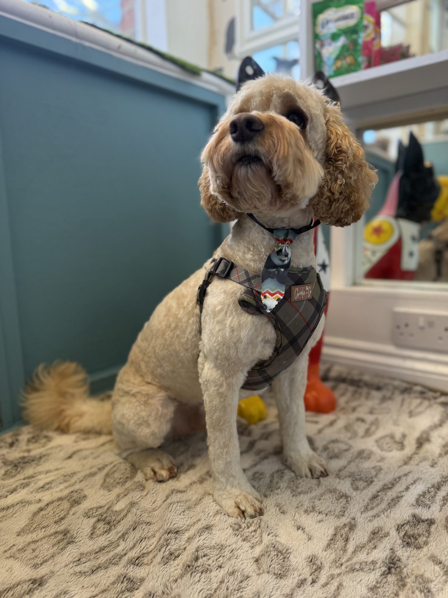 Freshly groomed cockapoo at Hampton Hounds
