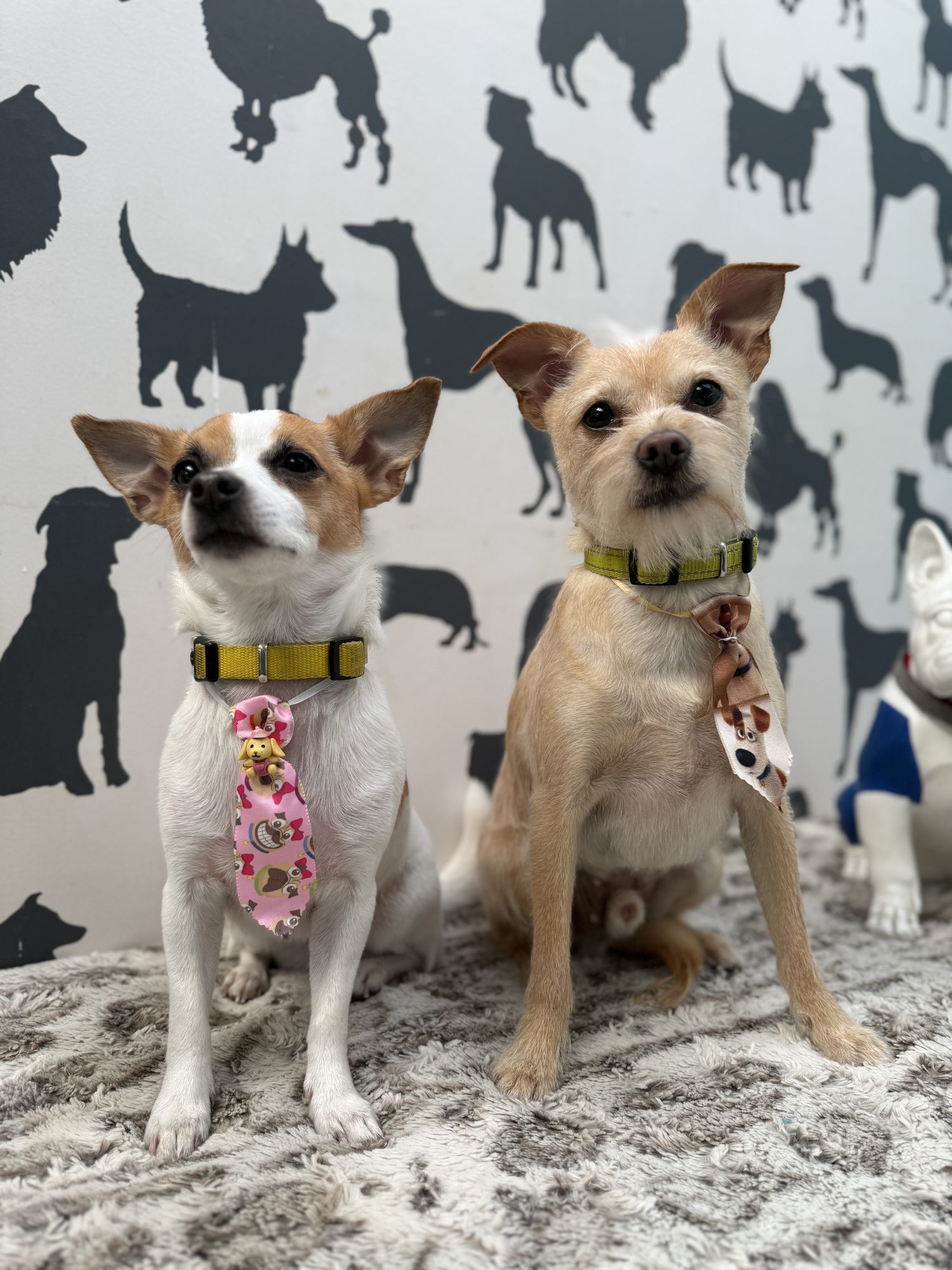Two freshly groomed terriers relaxing at Hampton Hounds