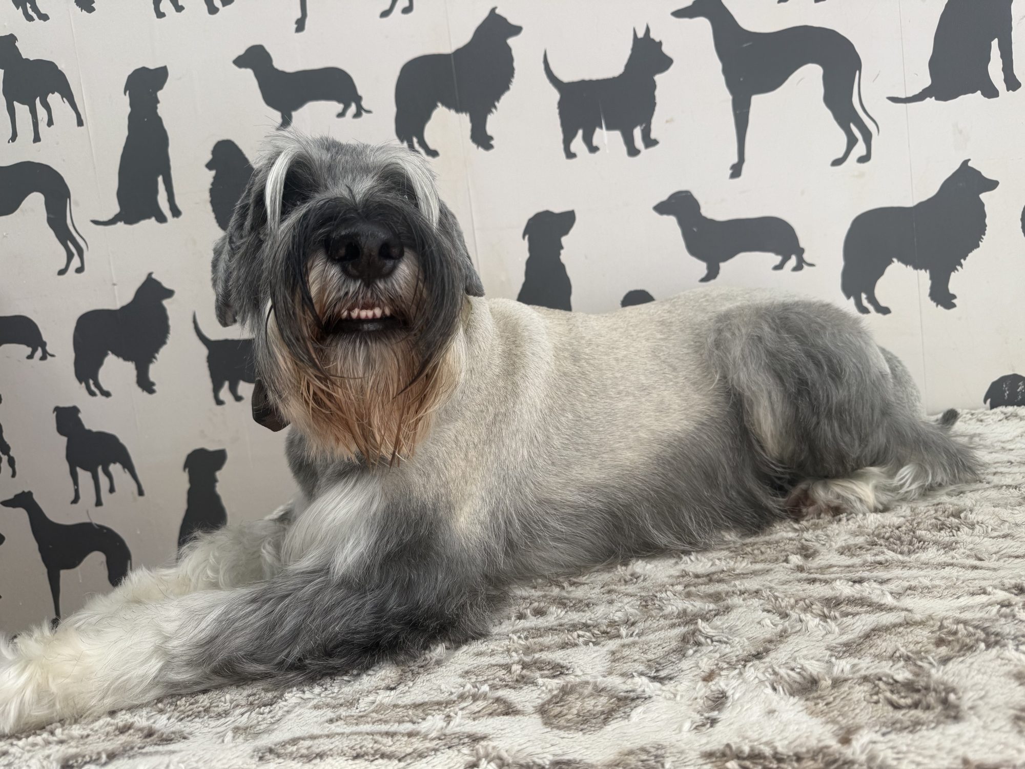 A beautifully groomed silver schnauzer at Hampton Hounds