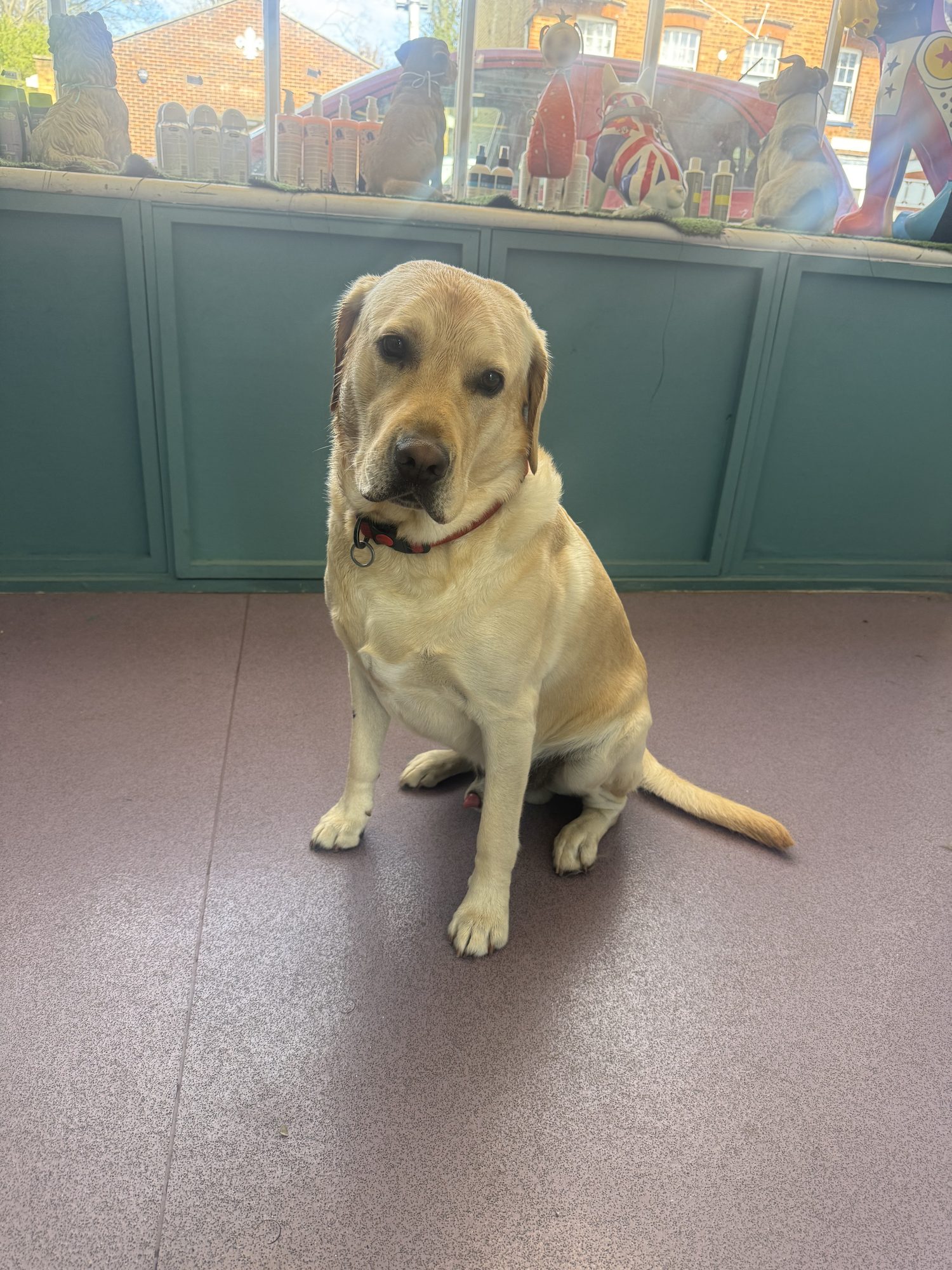 Yellow Labrador at Hampton Hounds