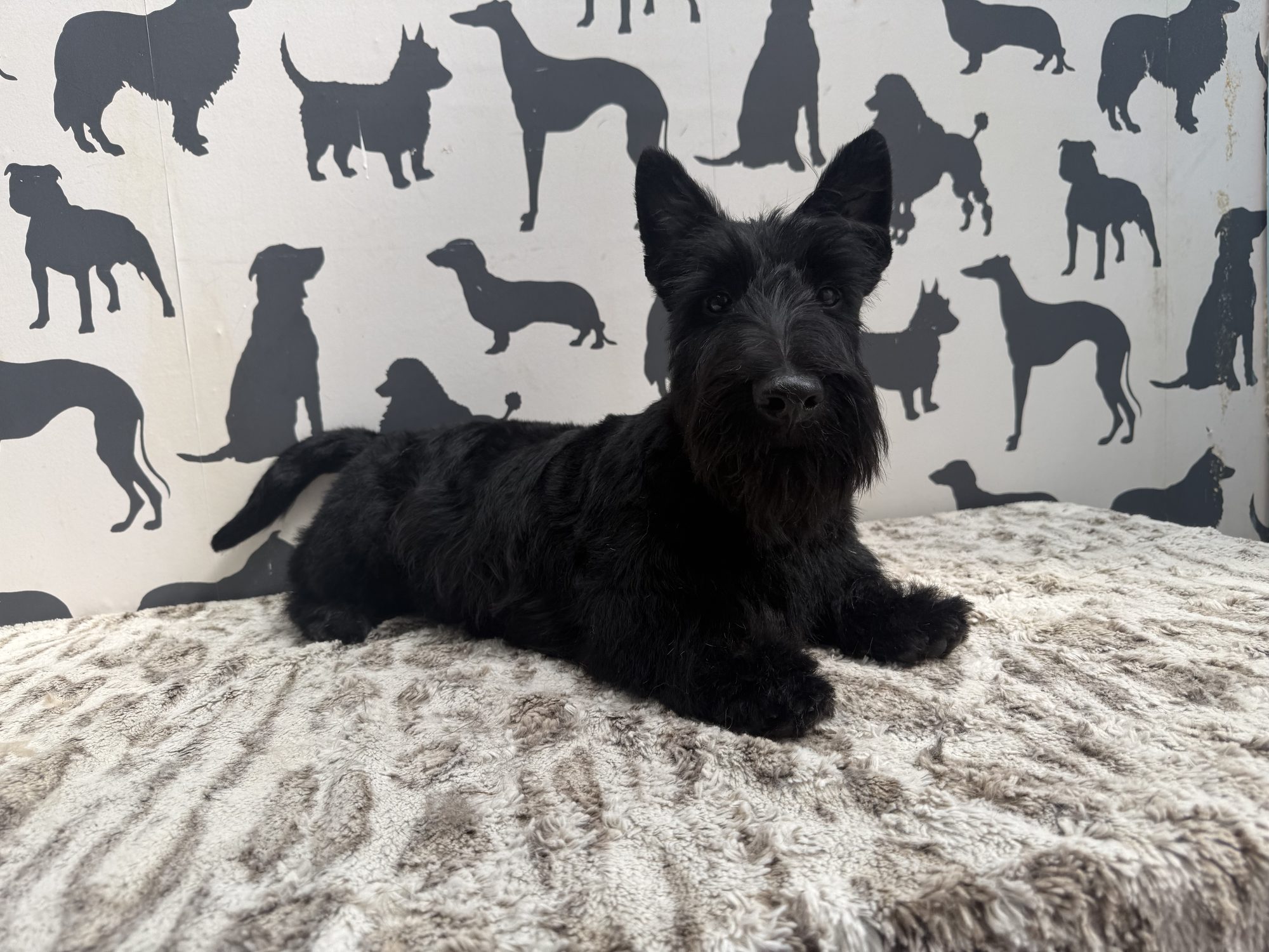 Scottish terrier groomed at Hampton Hounds