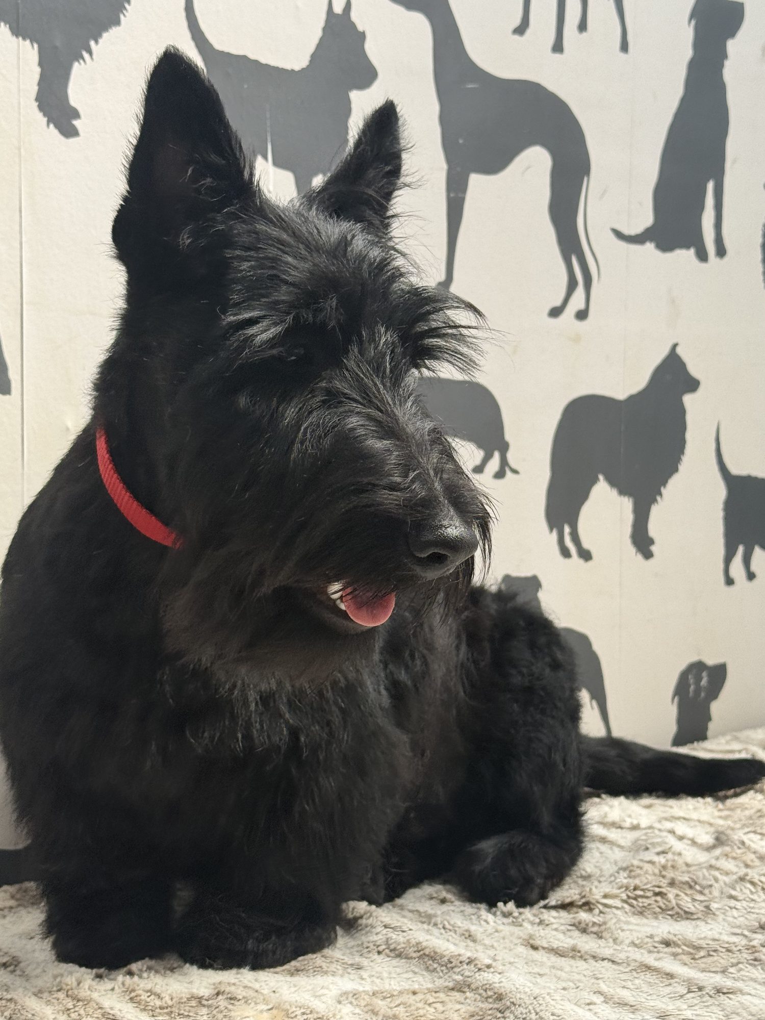 Black Scottie at Hampton Hounds