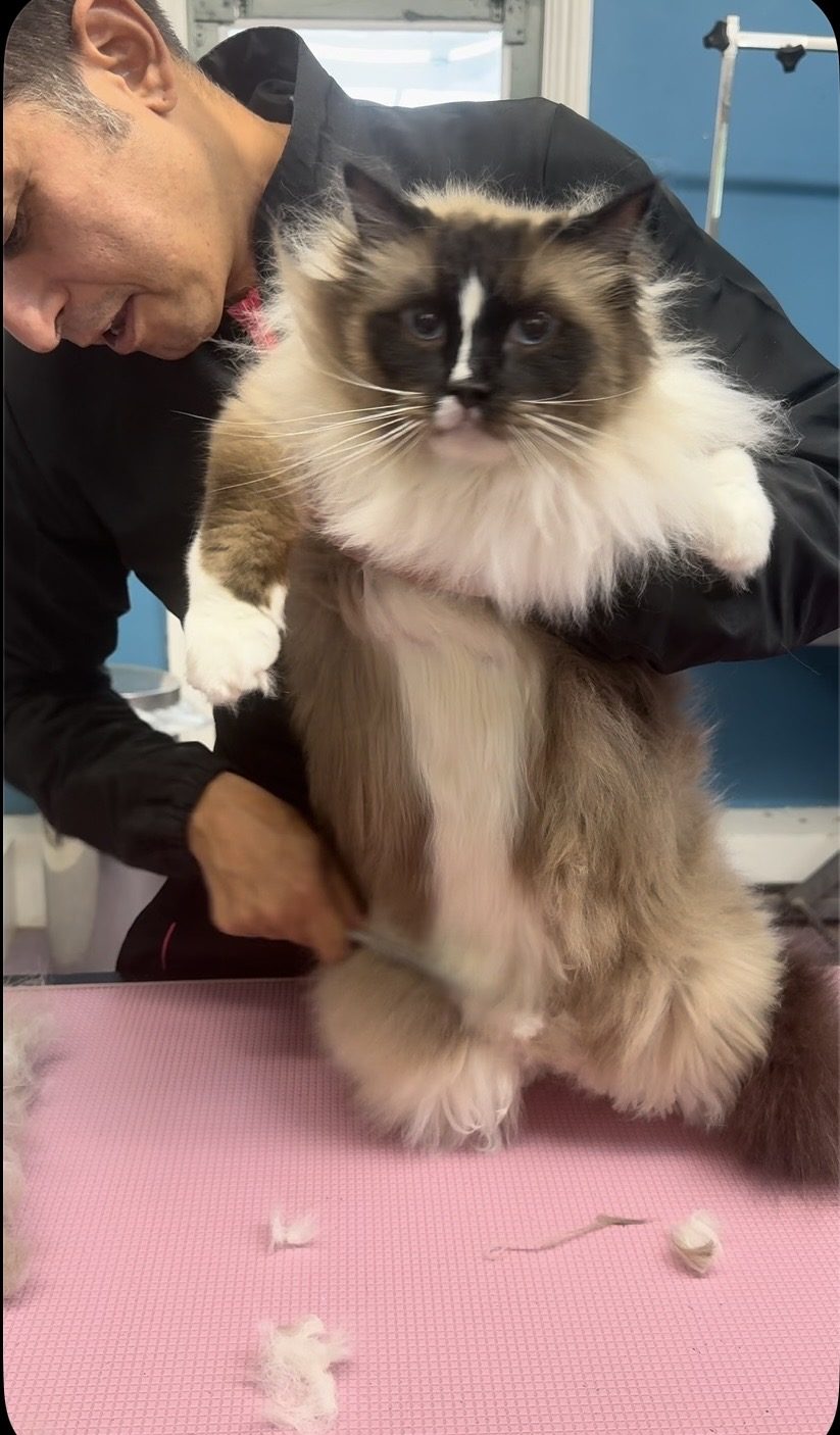 A beautifully groomed long-haired cat