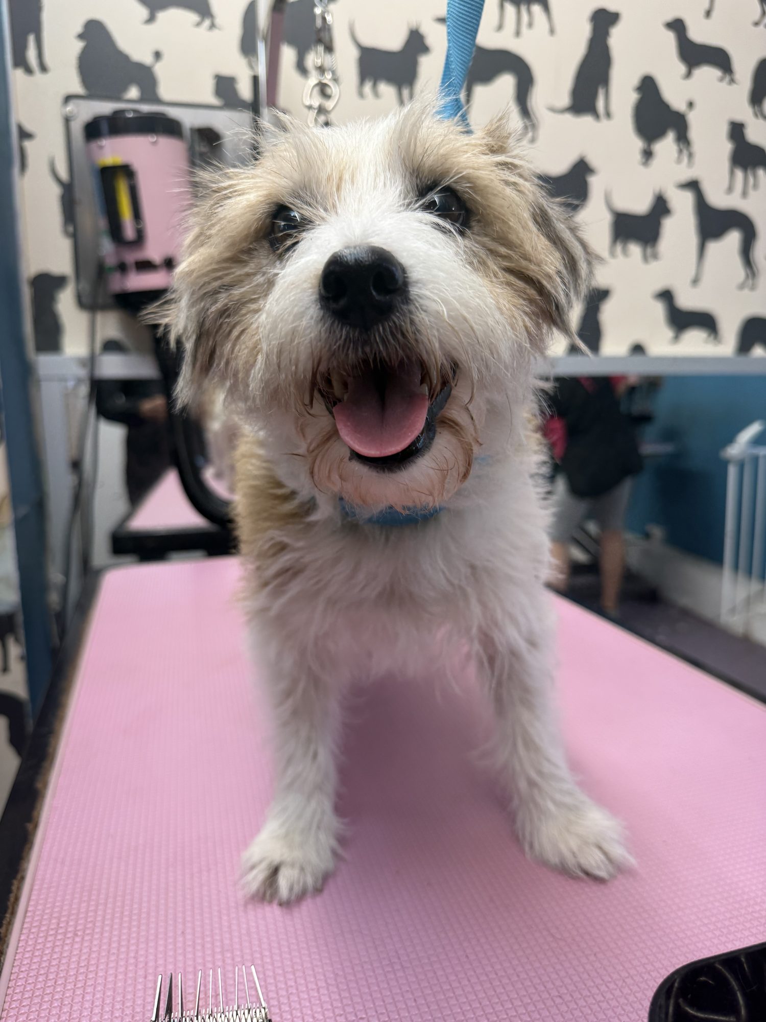 Happy terrier on the grooming table