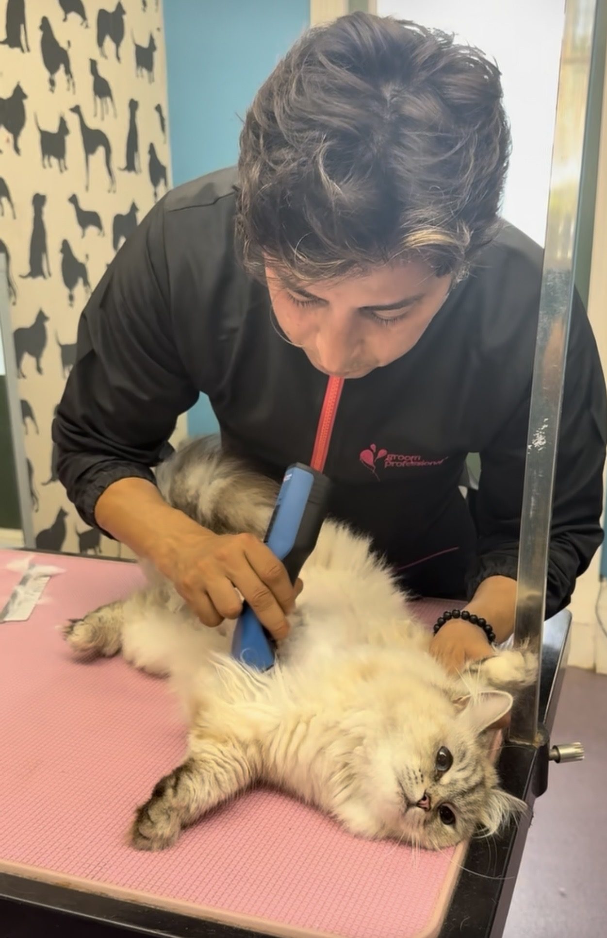 A West Highland terrier being groomed at Hampton Hounds