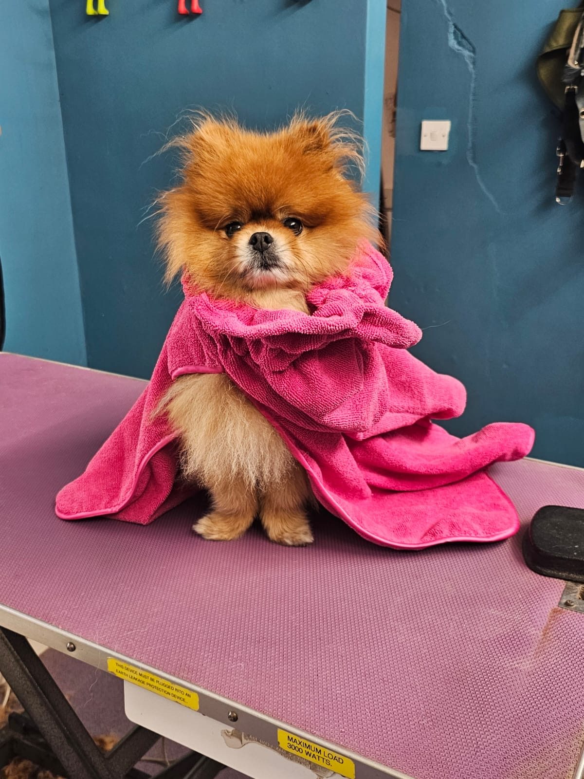 Pomeranian wrapped in a towel after a bath